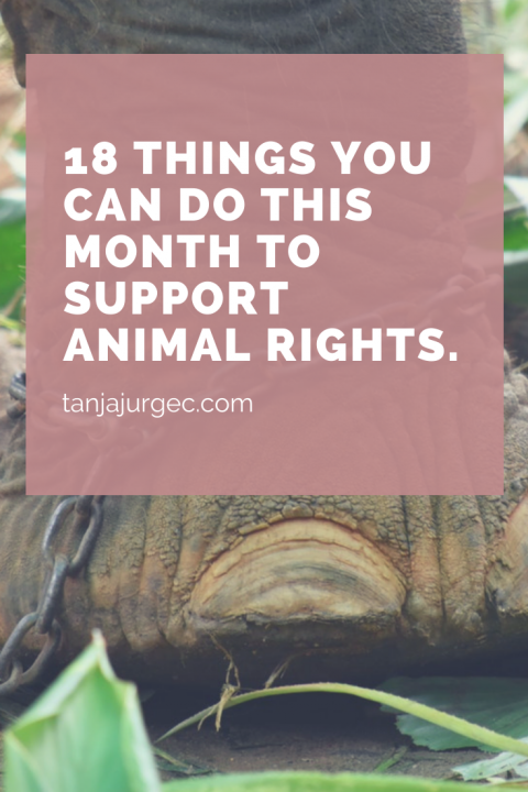18 things you can do this month to support animal rights. - A Vegan ...