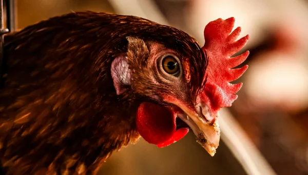 Need help going vegan?